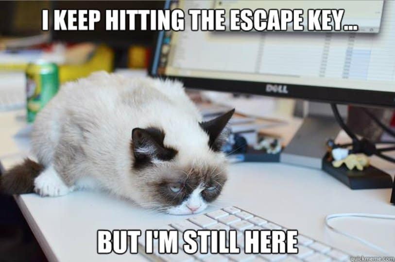 20 Animal Memes That Show How We Feel On Mondays - Page 3 of 5
