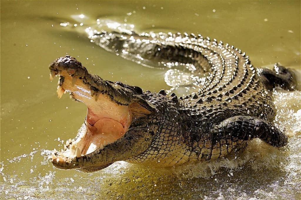 20 predators that are extremely dangerous 10 16 Fun Facts about Crocodiles