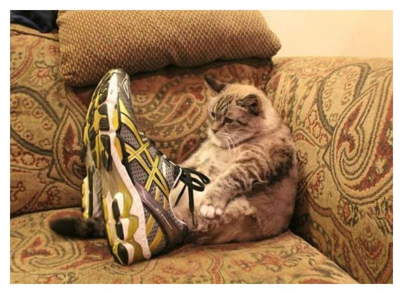 Image result for cats wearing sneakers