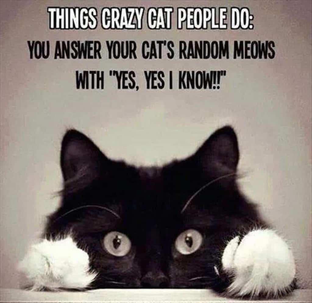 20 Hilarious Memes And Photos About The Hazards Of Cat Ownership
