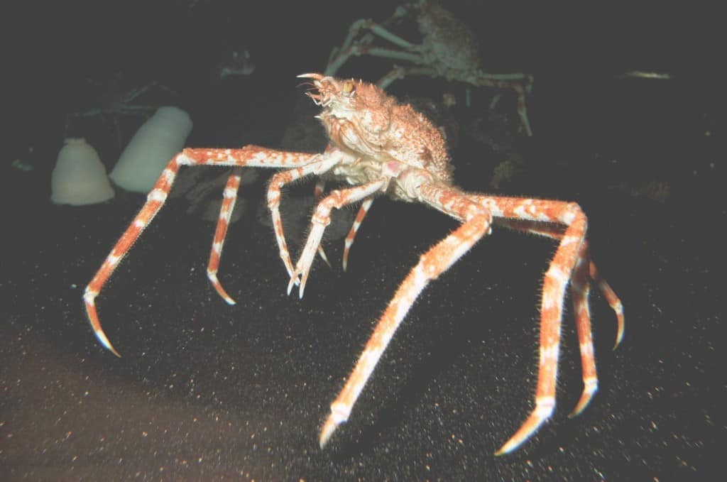 Bizarre Deep Sea Creatures 21