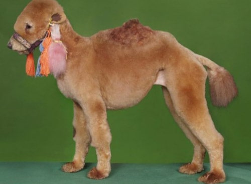 15 Amazing Examples Of Creative Dog Grooming
