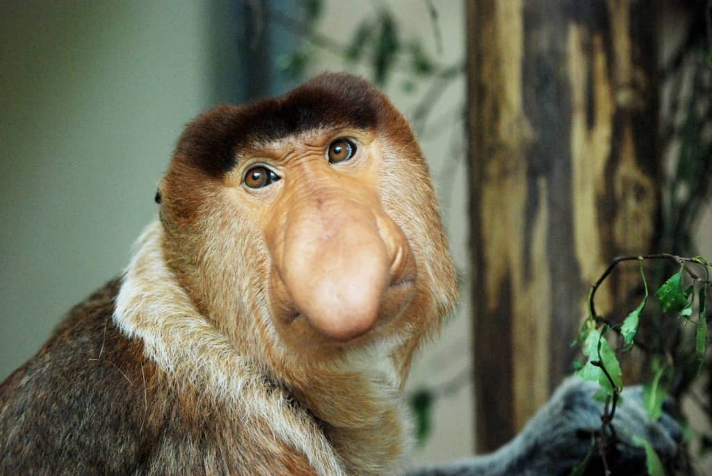 monkey proboscis animals weirdest worlds nose apenheul know monkeys exist might noses
