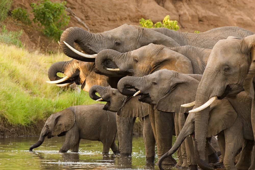 20 Amazing Facts About The Majestic Elephant