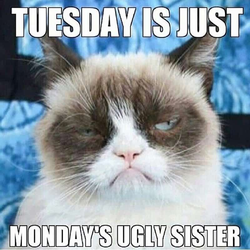20 Animal Memes That Show How We Feel On Mondays