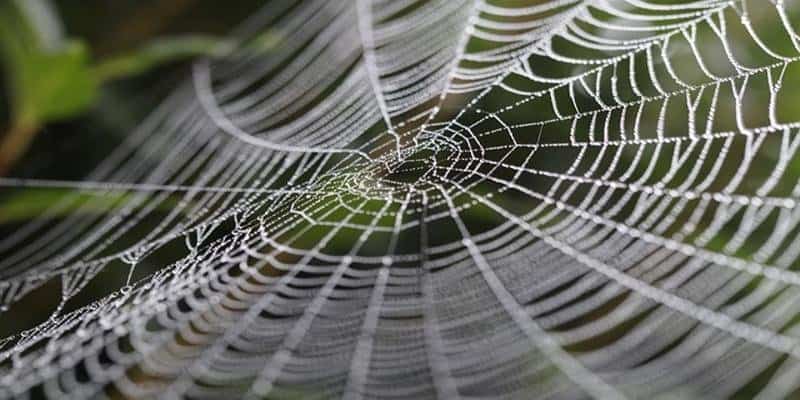 nature symmetry spider webs radial stunning illustrations form lolwot