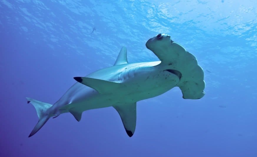15 Interesting Facts About Sharks You May Not Know - Page 4 of 5