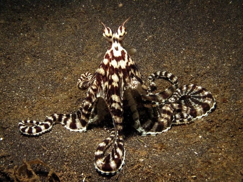 20 Animals And Sea Creatures With Amazing Abilities