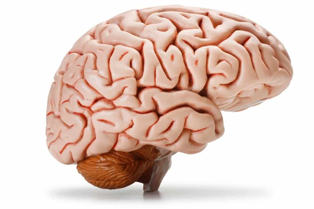 20 Things You Probably Didn't Know About The Human Brain