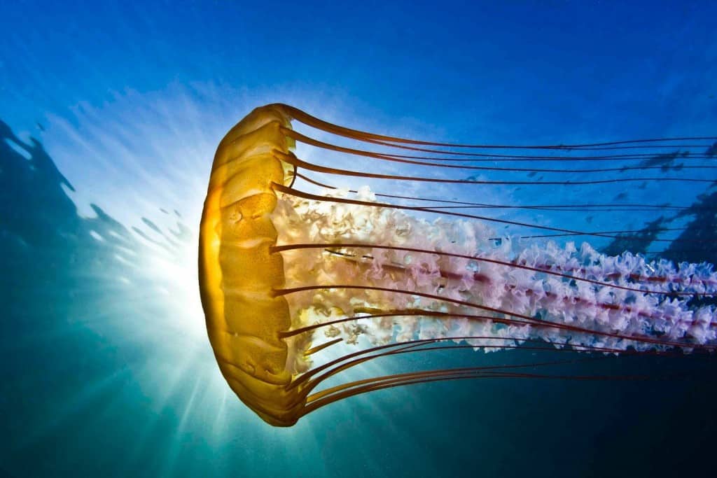 10 Interesting Facts You Probably Don't Know About Jellyfish