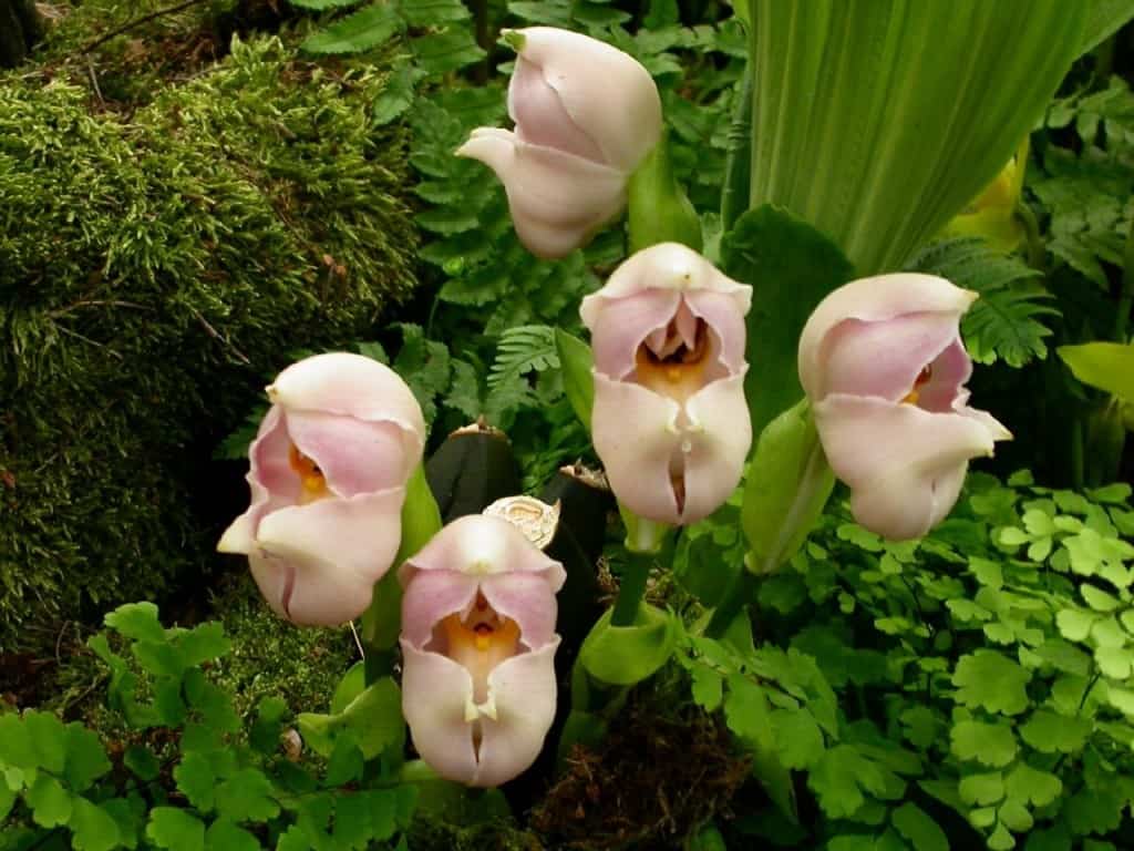15 Most Bizarre Flowers From Around The World