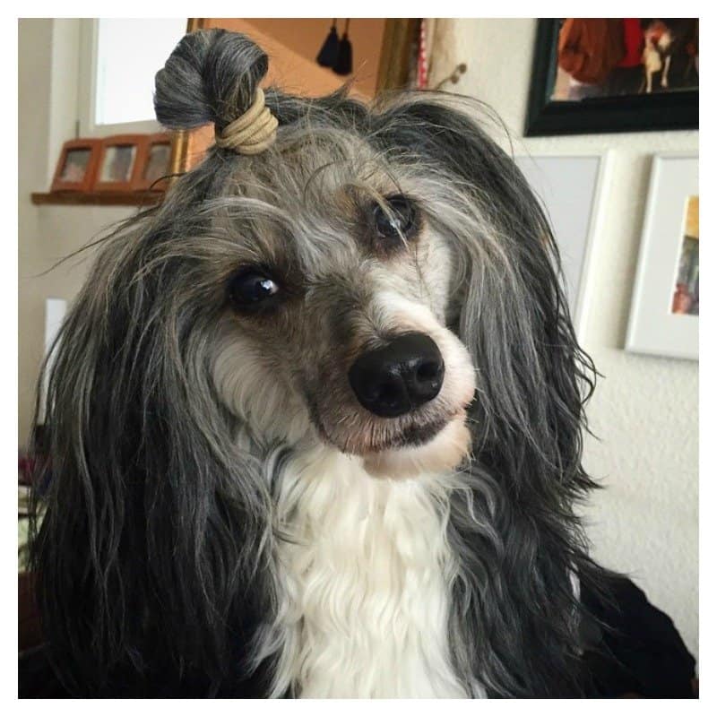 20 Fabulous And Hilarious Doggy Hairstyles