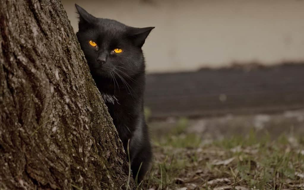 20-of-the-most-evil-cats-youll-ever-see-1.jpg