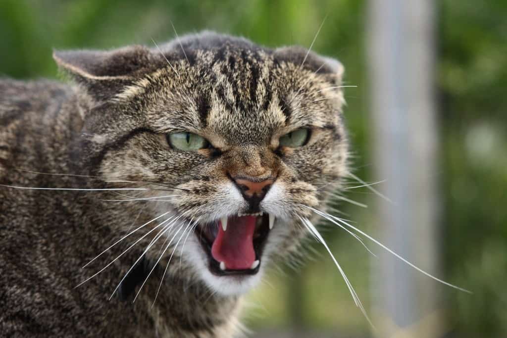 20 Of The Most Evil Cats You'll Ever See
