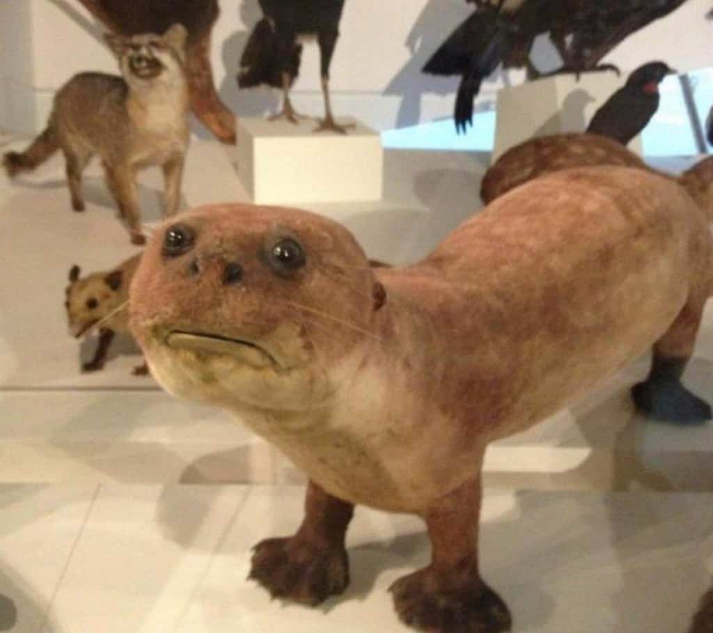 20-of-the-worst-taxidermy-animals-ever-created-11.jpg