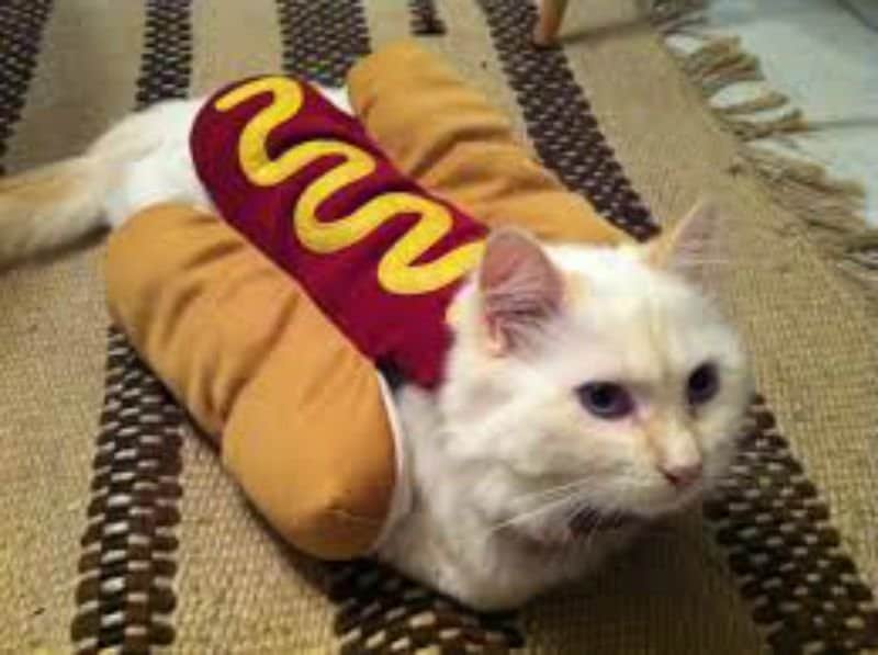 Image result for cat dressed as hot dog