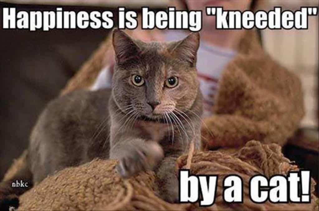 20 Hilarious Memes And Photos About The Hazards Of Cat ...