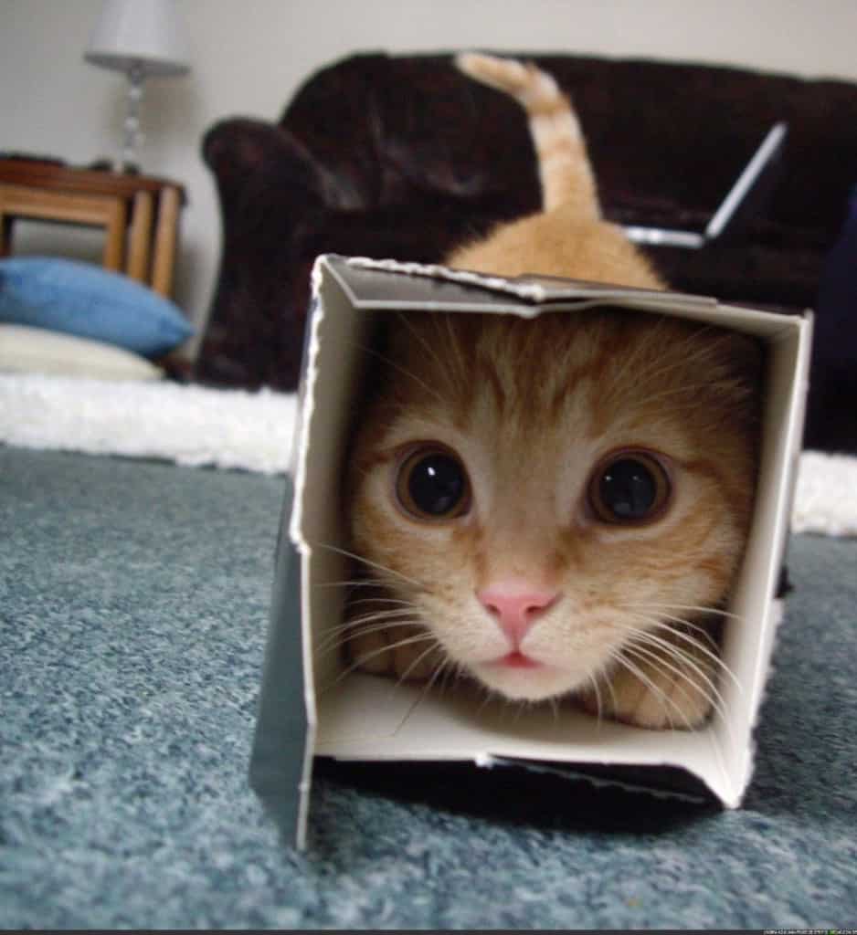 20 Of The Funniest Pictures Of Cats In Boxes