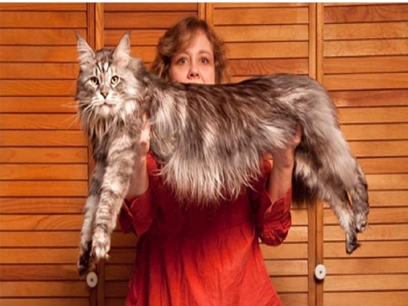 10 Of The Largest Pets In The World