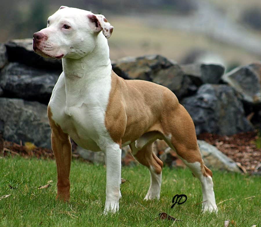 10 Banned Dog Breeds Most People Want
