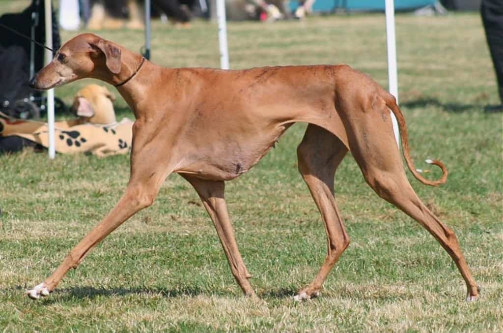 10 Of The Rarest Dog Breeds In The World