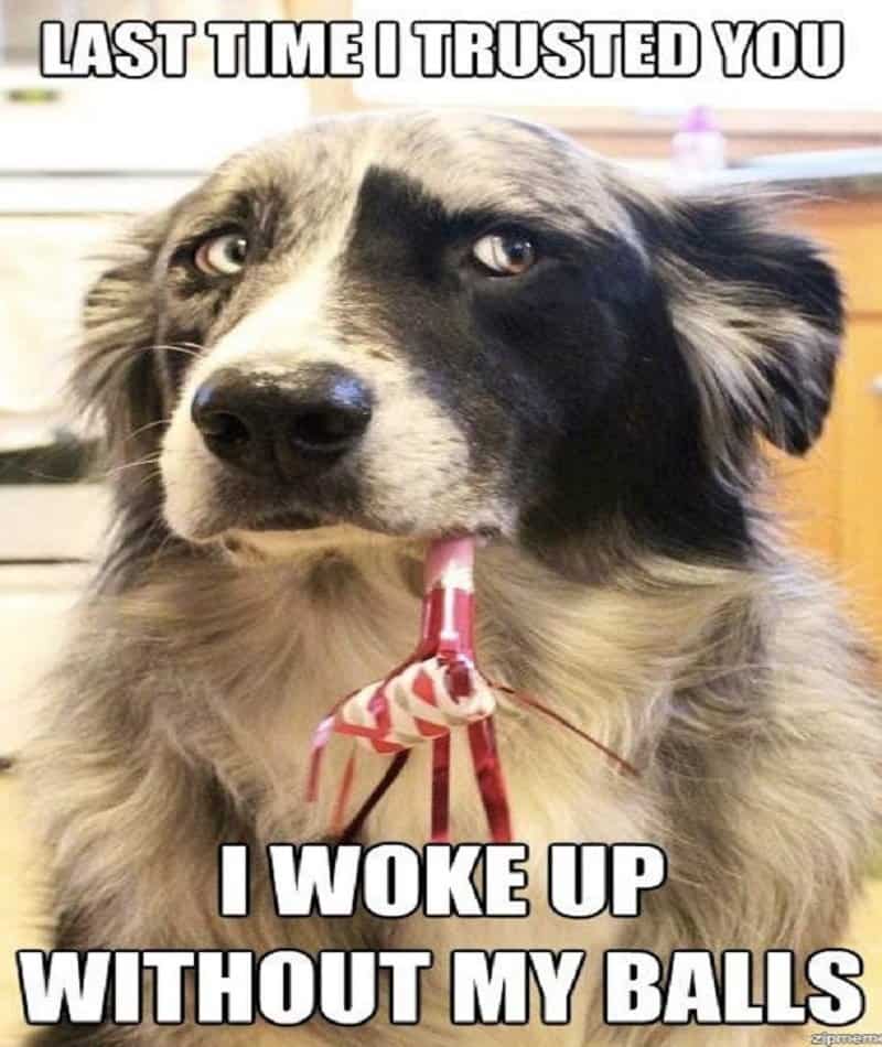 10 Dog Memes That Will Make You Laugh