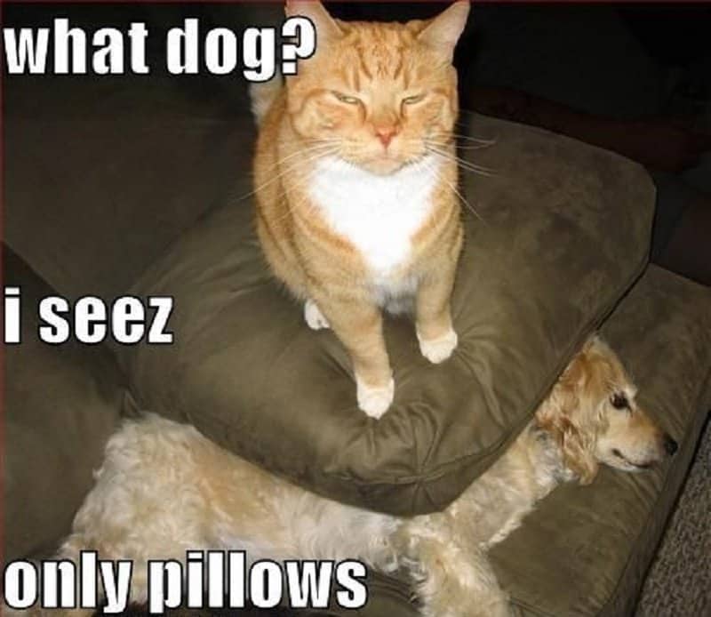 funny dog and cat memes