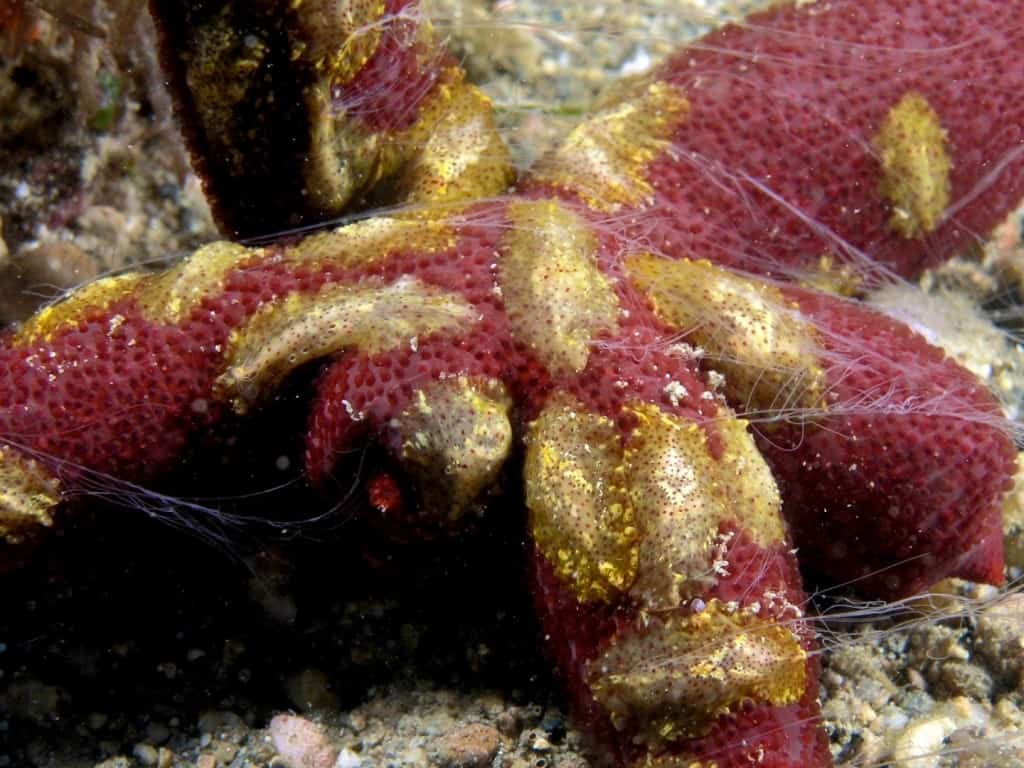 10 Of The Craziest Sea Creatures You Ll Ever See Images, Photos, Reviews